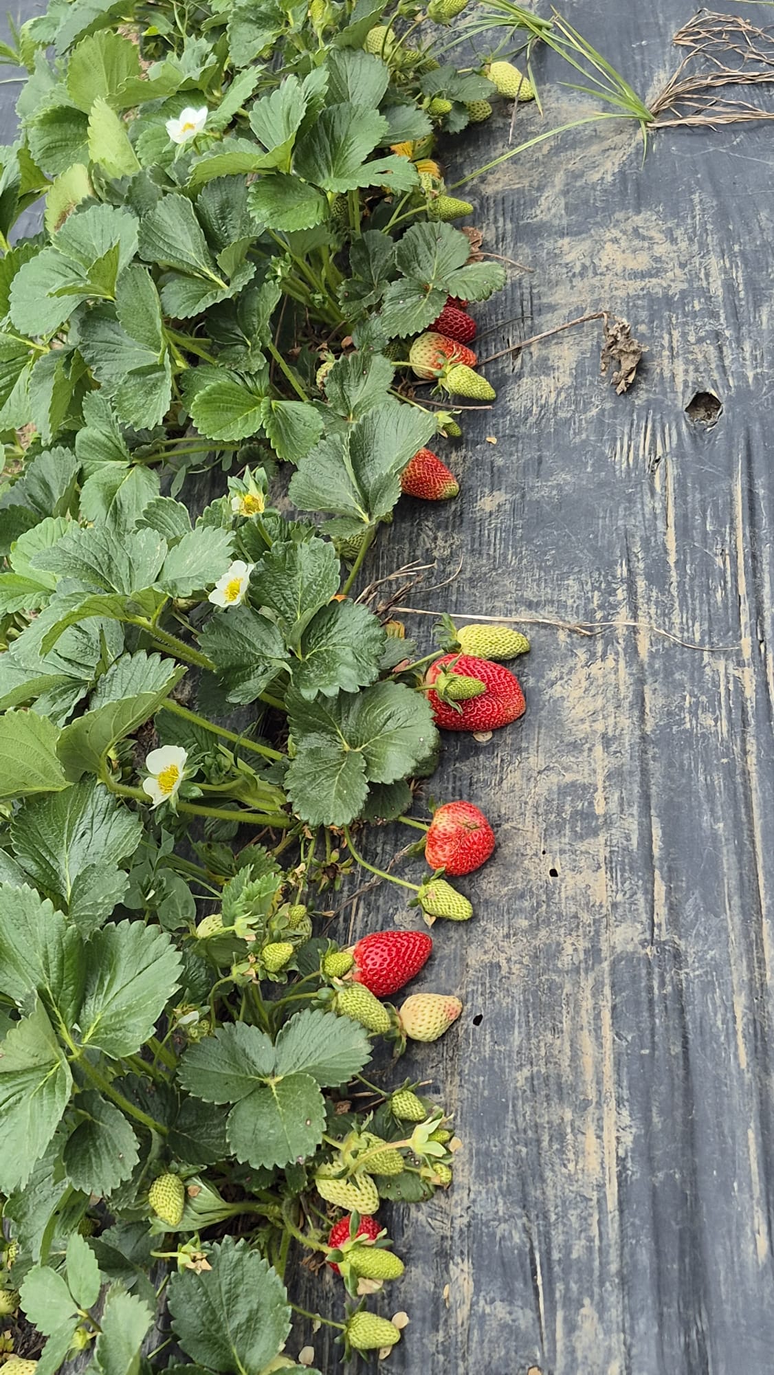 FreshFrut organik çilek bahçesi
