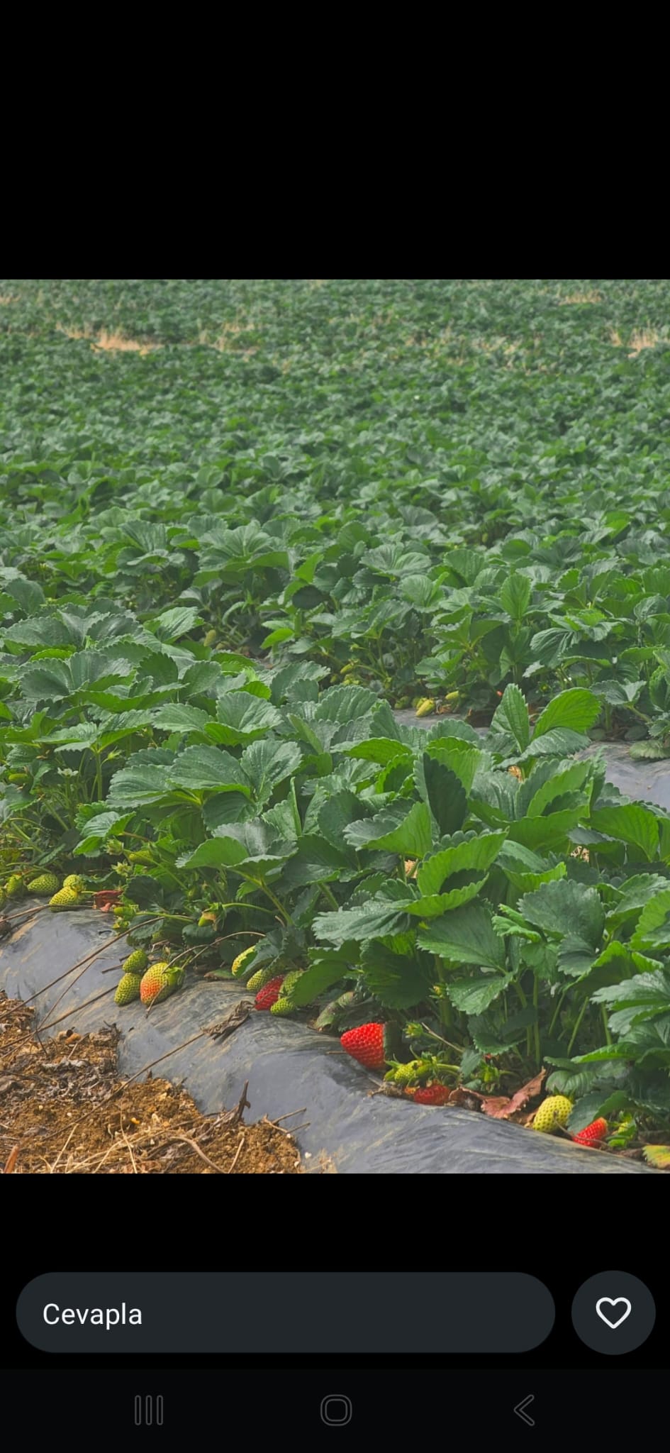 Organik Çilek Üretiminde Kalitenin Önemi – FreshFrut Blog